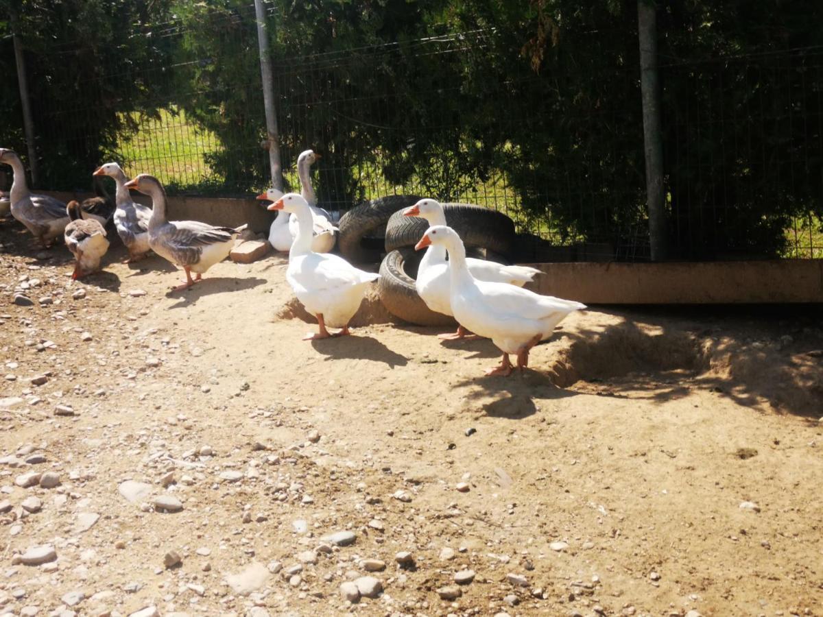 Lângă Stână